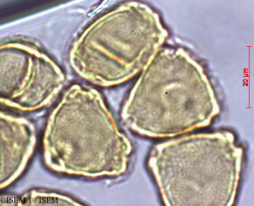 ISEM 1/Casuarina_nobilis_27988/Casuarina_nobilis_27988_0001(copy)_thumb.jpg